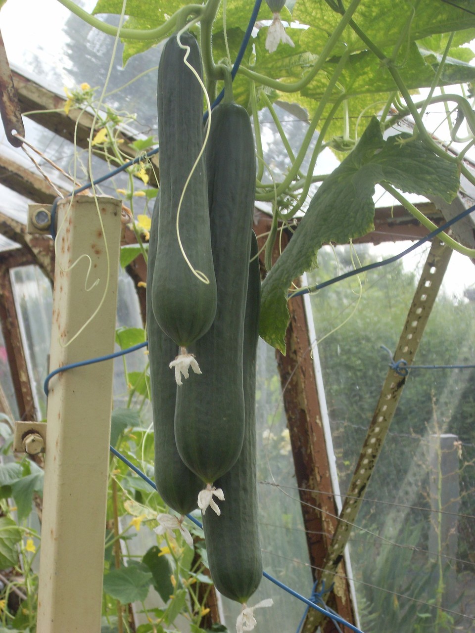 Gemüse 2012-1