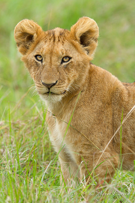 Lionceau de la Marsh pride (6 mois)