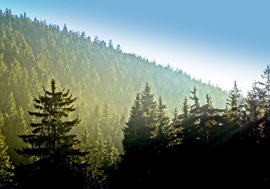 Bergwald