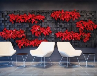 Jardín vertical con poinsettias.  Un ejemplo de jardín vertical con elementos y flores que puede cambiar con la temporada.