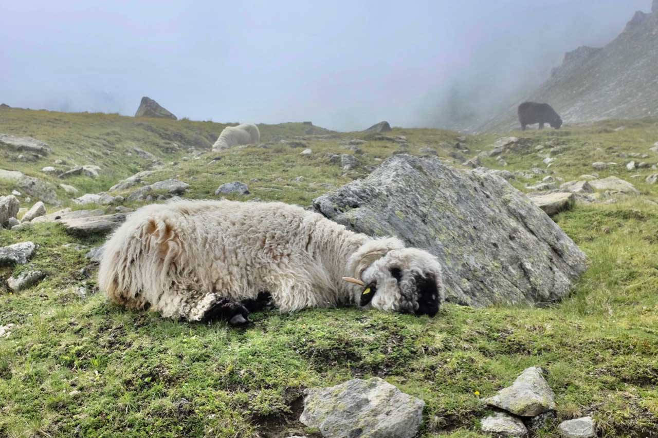 Walliser Schwarznasenschafe in Zermatt