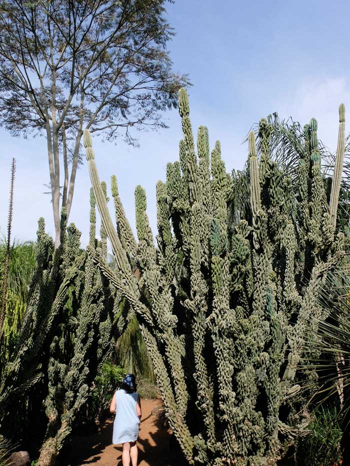 Inhotim Botanischer Kaktusgarten, Minas Gerais, Brasilien