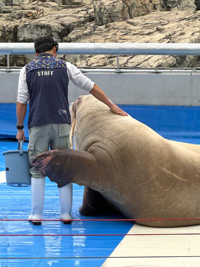 Walross Show Oita Marine Palace Aquarium 'Umitamago'
