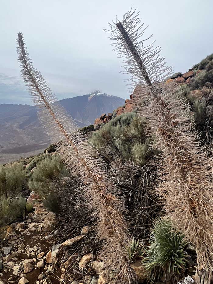 Teide-Natternkopf