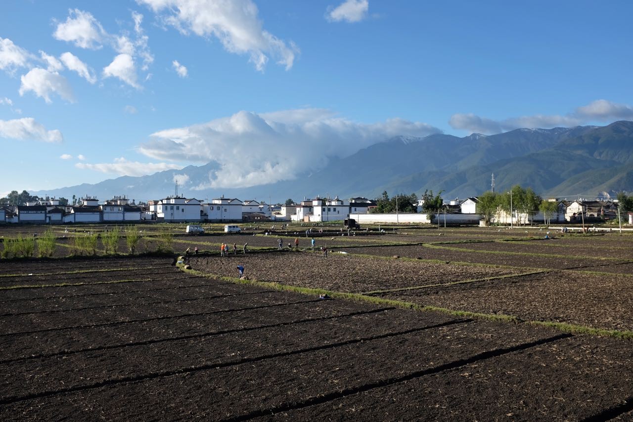 Im Dali Valley wechseln sich Knoblauch- und Reis-Ernte ab