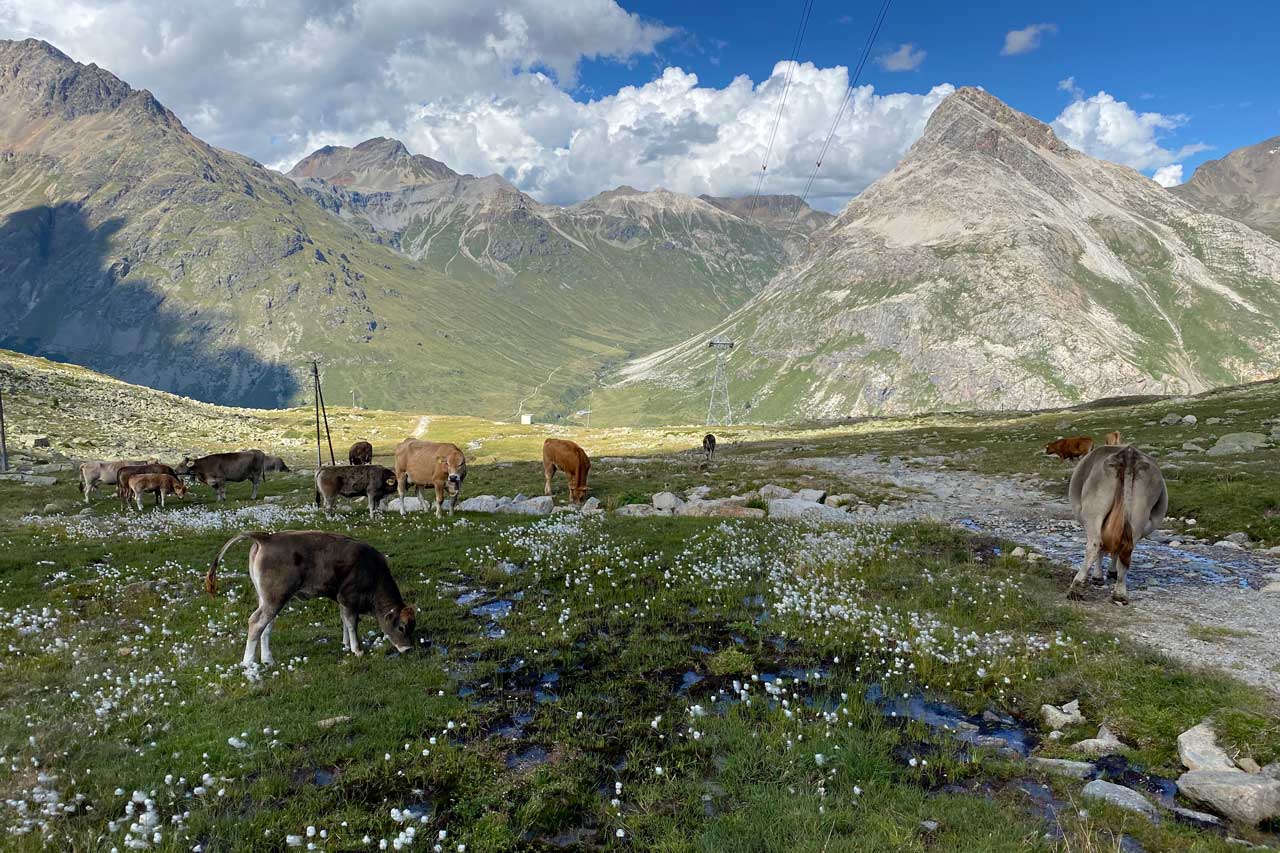 Kühe Diavolezza  Wanderung