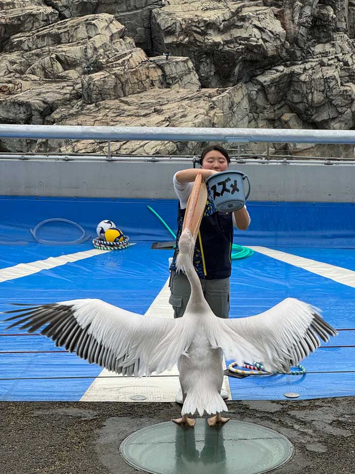 Pelikan-Show Oita Marine Palace Aquarium 'Umitamago'