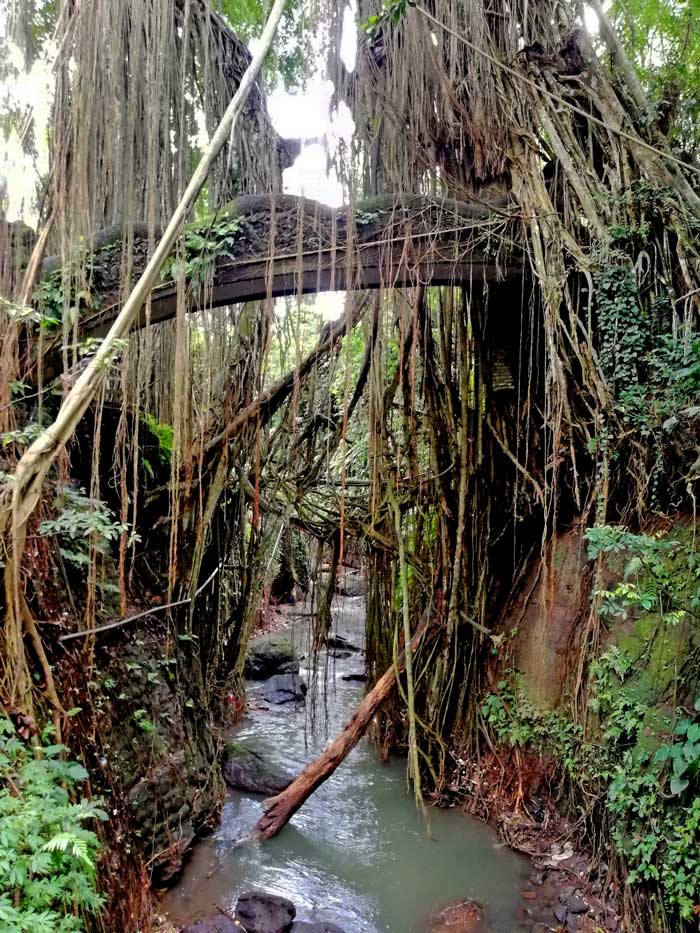 Sacred Monkey Forest Sanctuary Ubud