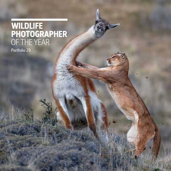 Pumas in Patagonien Torres del Paine