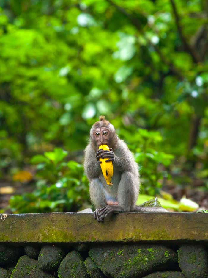 Affen Monkey Forest Ubud