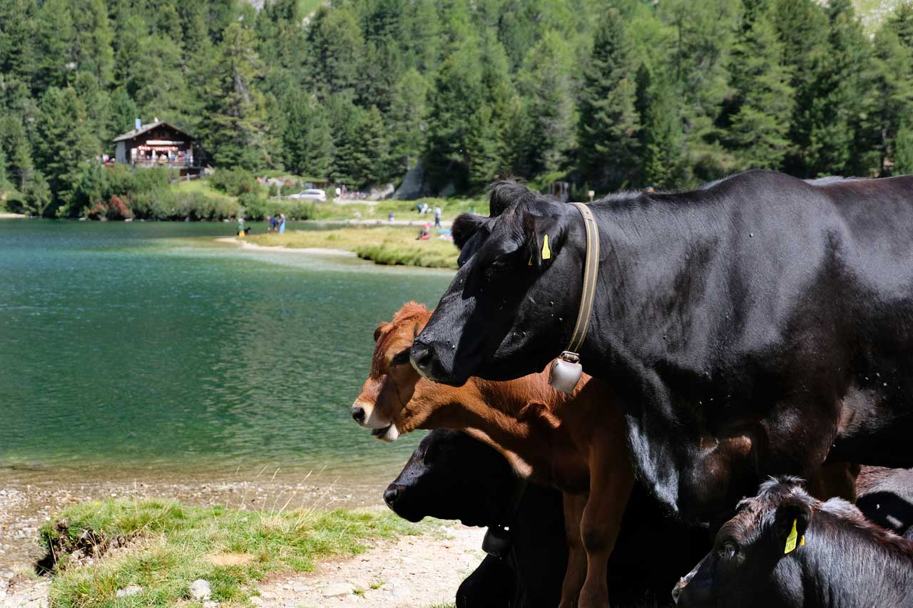 Kuhpublikum am Cavloc See, Wanderung Oberengadin-Majona