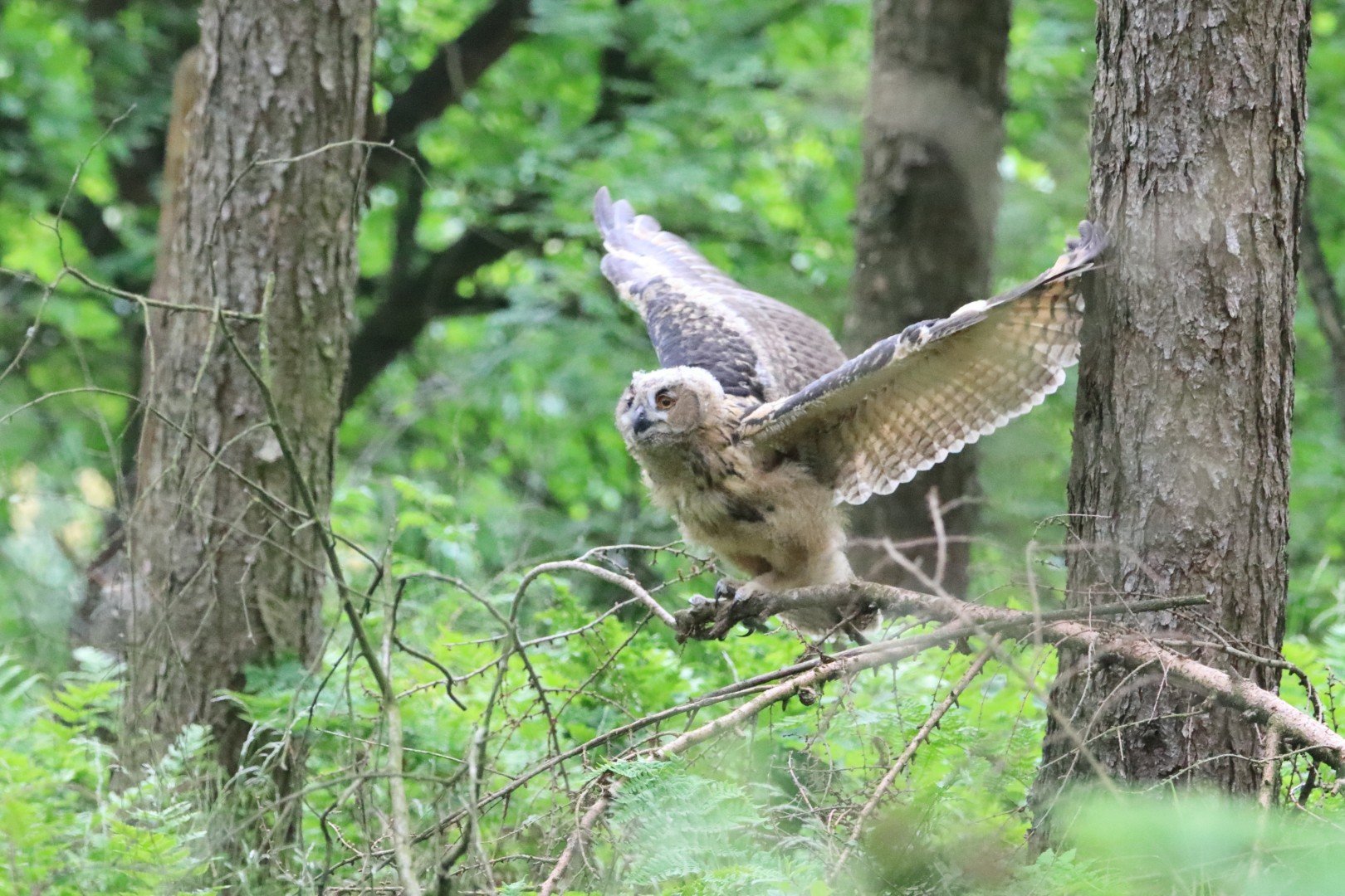 Oehoe's.. prachtige vogels!!