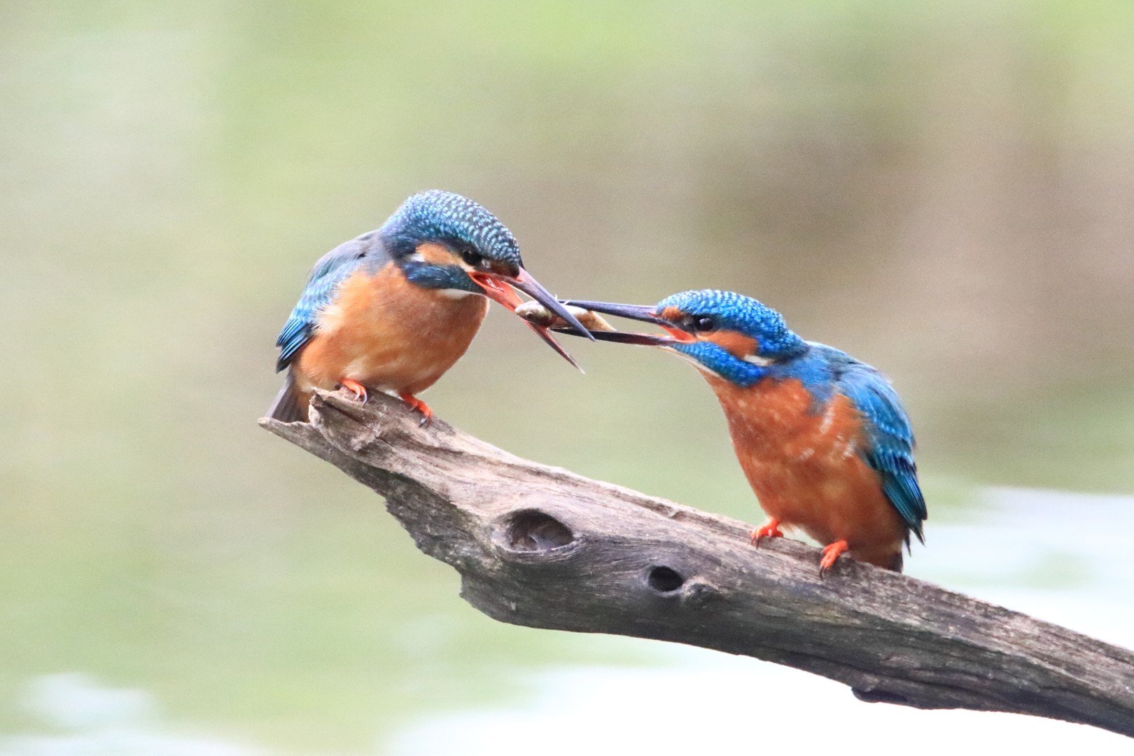 IJsvogels..