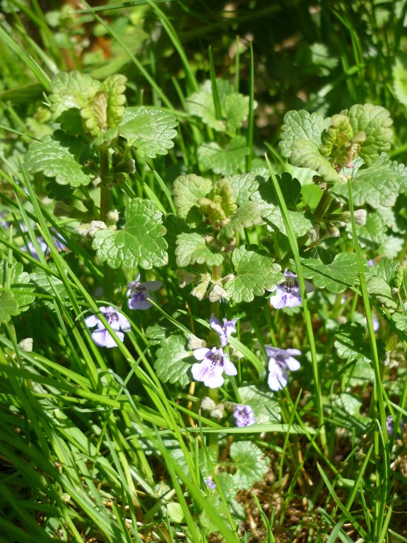 Die Gundelrebe - eine magische Pflanze - Kräuterwerk