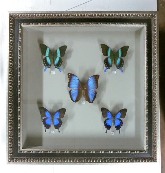 高質で安価 ちょうちょ（蝶々）の額装例 大網白里市 千葉県 額縁屋 画材屋 - 置物