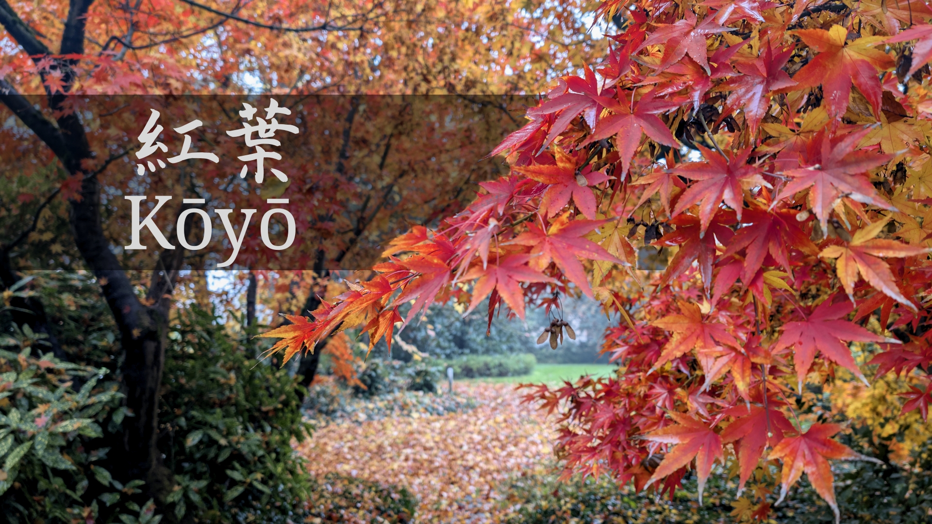 L'Incanto del Kōyō: L'Importanza Culturale e Storica degli Aceri Rossi in Giappone