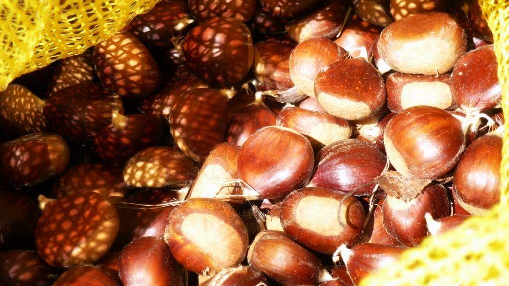 A l'automne, ramasser des châtaignes, se piquer les doigts