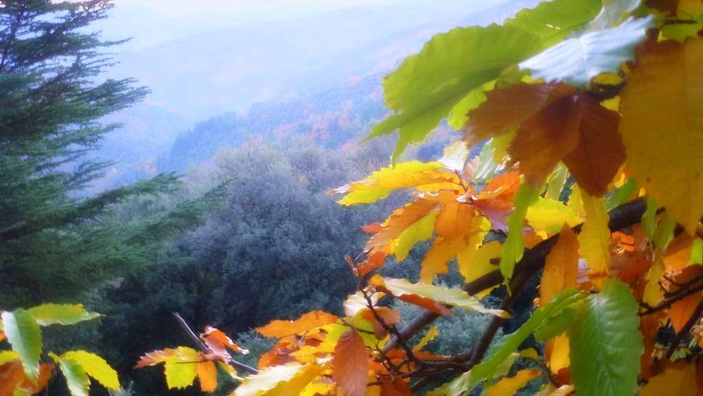 Automne dans la vallée de Saint-Frézal de Ventalon.