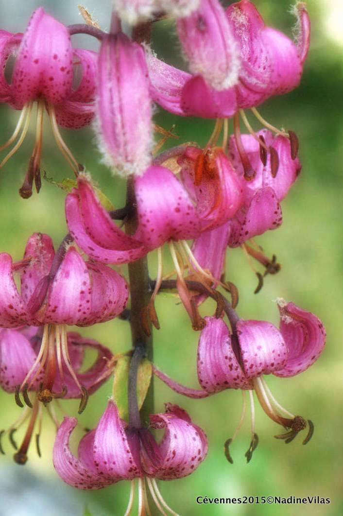 Devenir curieux. Mais quelles est cette fleur ? ah oui, le Lys martagon !