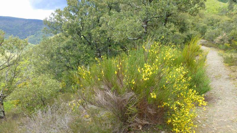 Trouver son chemin dans le fouillis du maquis