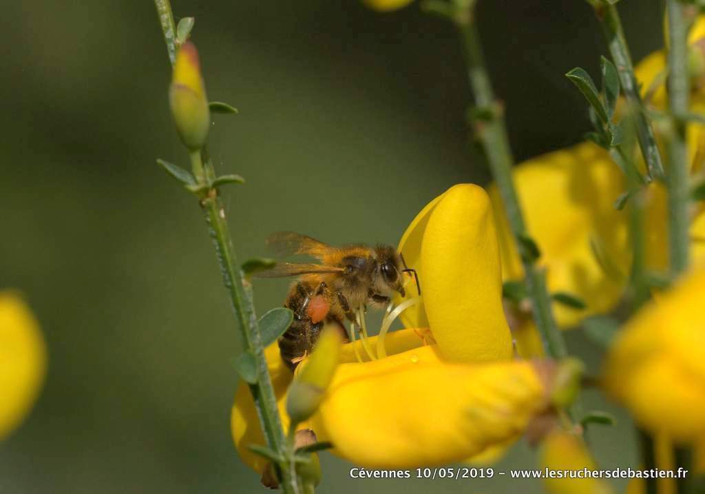 Abeille mellifère, fleur de genêt