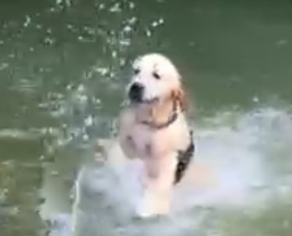 Wasser liebt Nala über alles