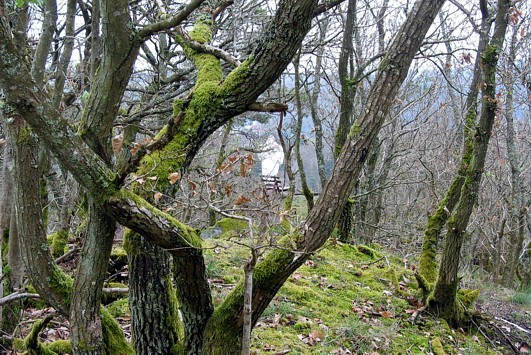 Pluwig, Ortsteil Geizenburg: Die Walburga (Bildmitte) wacht über das Ruwertal