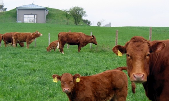 Pluwig. Landwirtschaftliche Nutzfläche (Weideland) unterhalb des Wasserhochbehälterns.