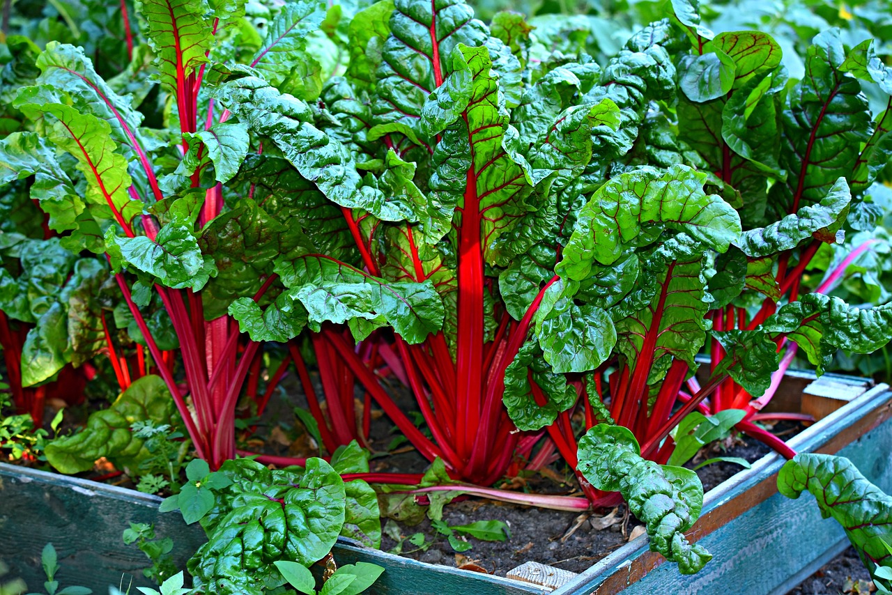 Gemüse im Garten