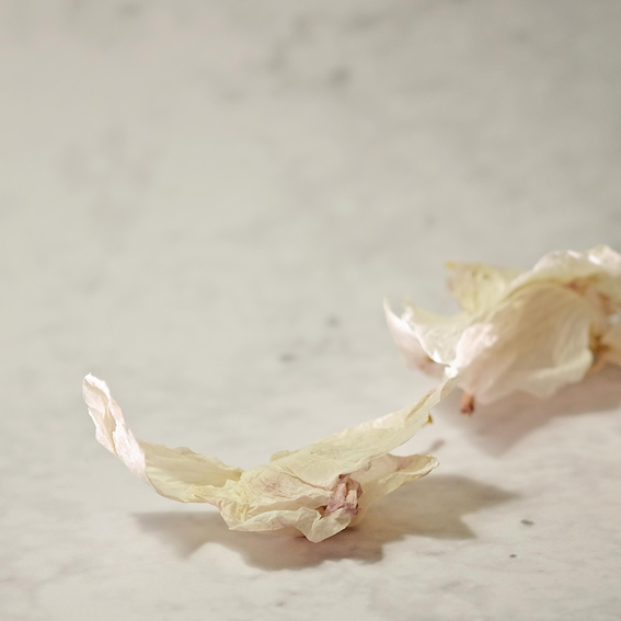 Wilted 1, Fotografie 2020