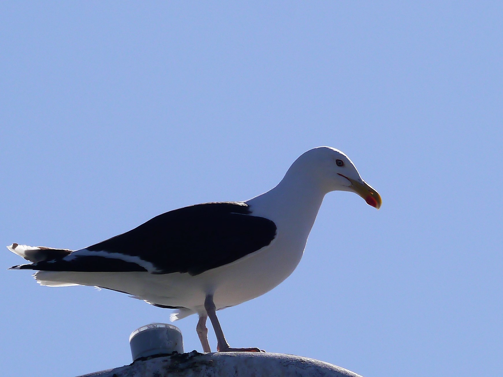 Mövenvögel