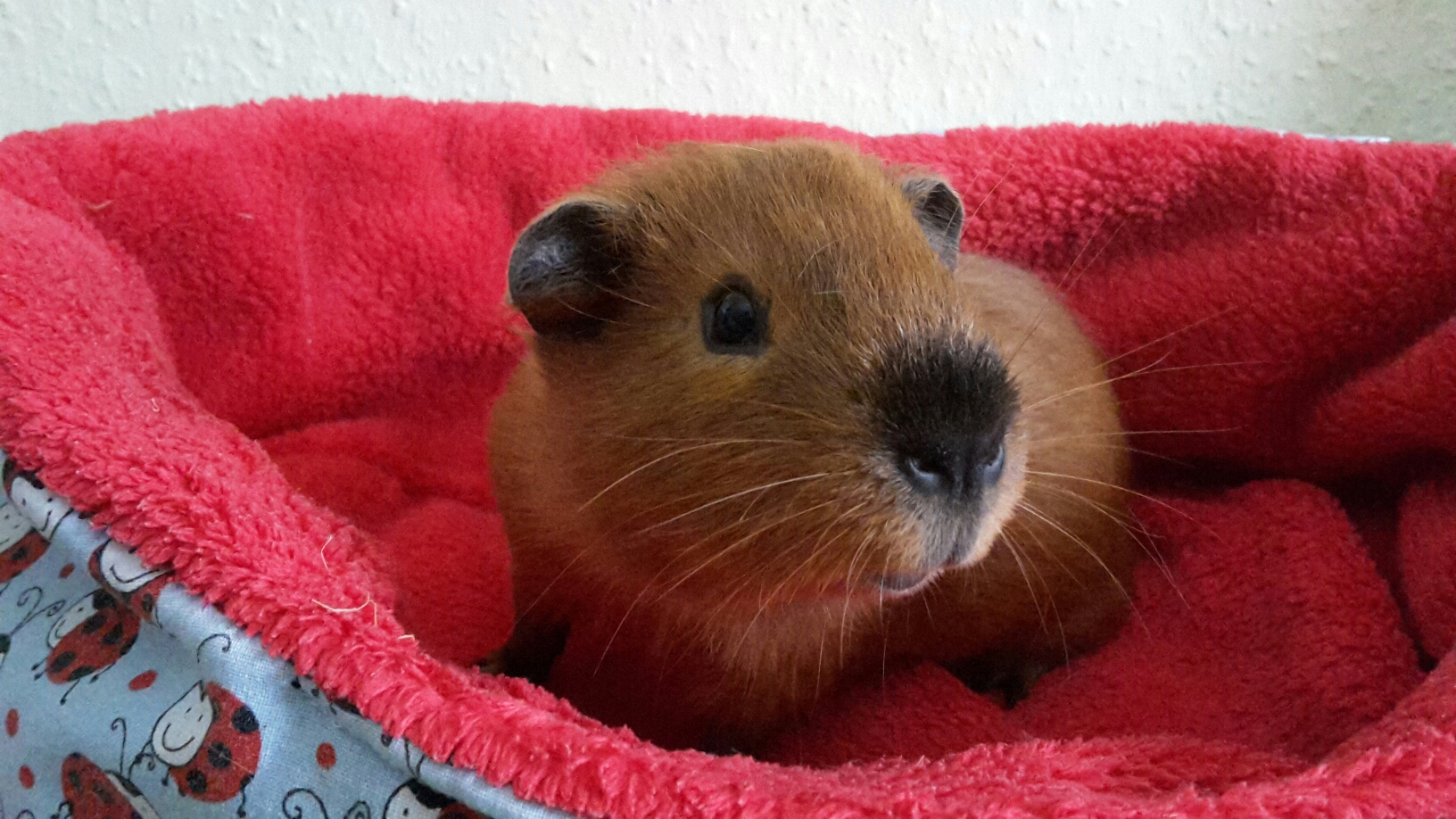 CH Teddy und Englisch Crested satinchens Webseite!