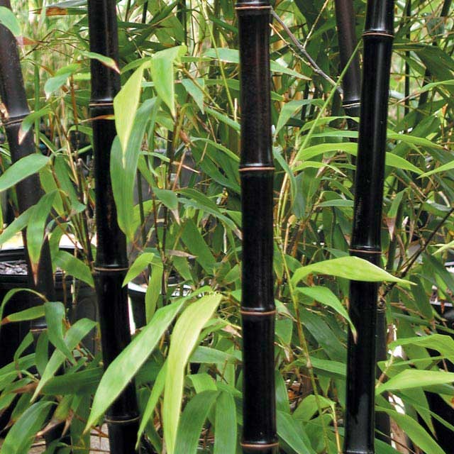 bambu' nero