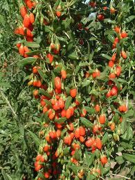 Pianta di goji