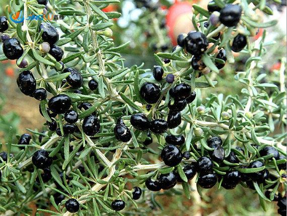 goji nero