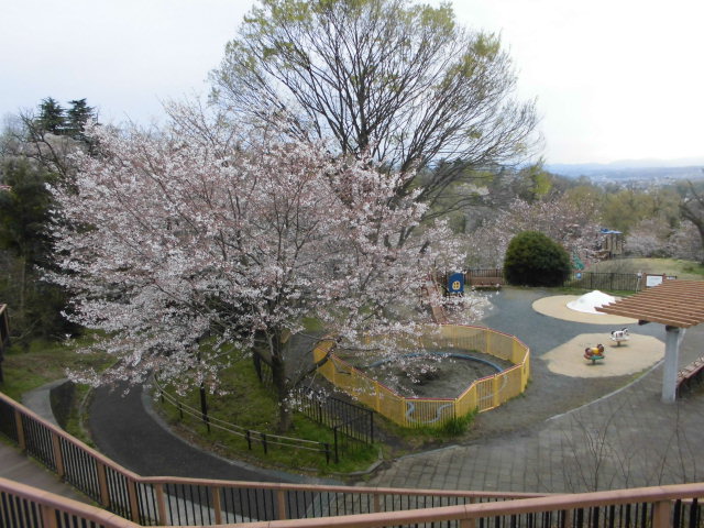 Dans le parc Sakuragaoka municipal de Tokyo