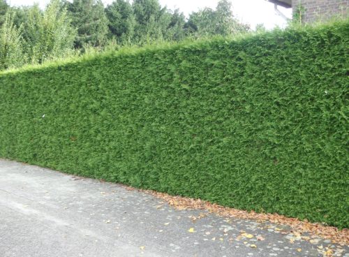 Heckenschnitt und Baumpflege mit Arbeitsbühne im Gartenbereich