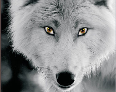 Fotomontage (Wolf mit meinen Augen)