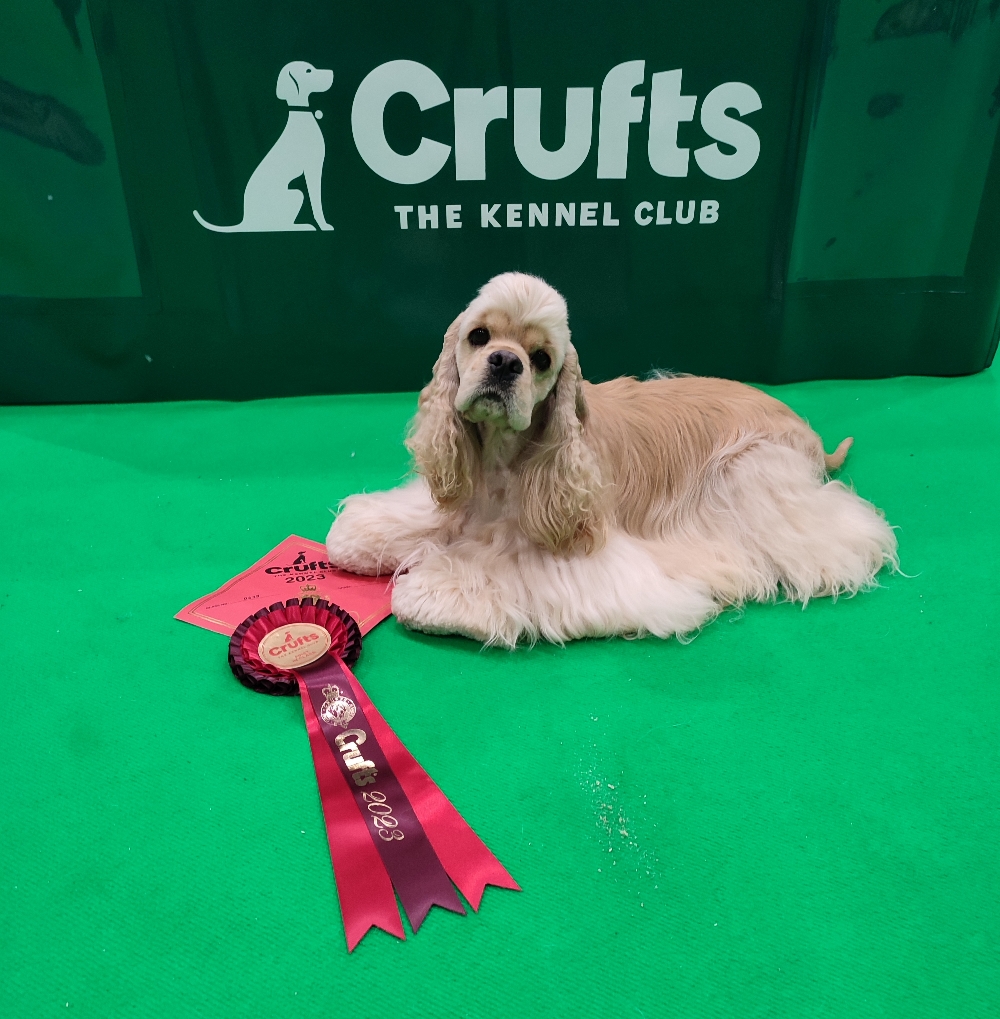 1th Crufts Junior Class Dogs 