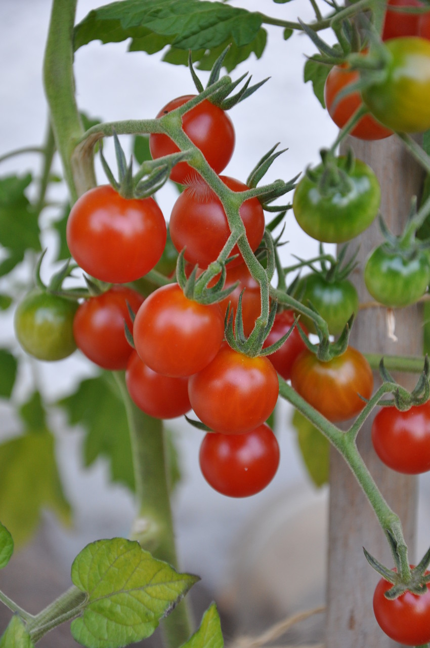 TOM 003 Ribesoides Wildtomate / Die saftigen, recht platzfesten Früchte sind rot, rund, meist über 2 cm gross