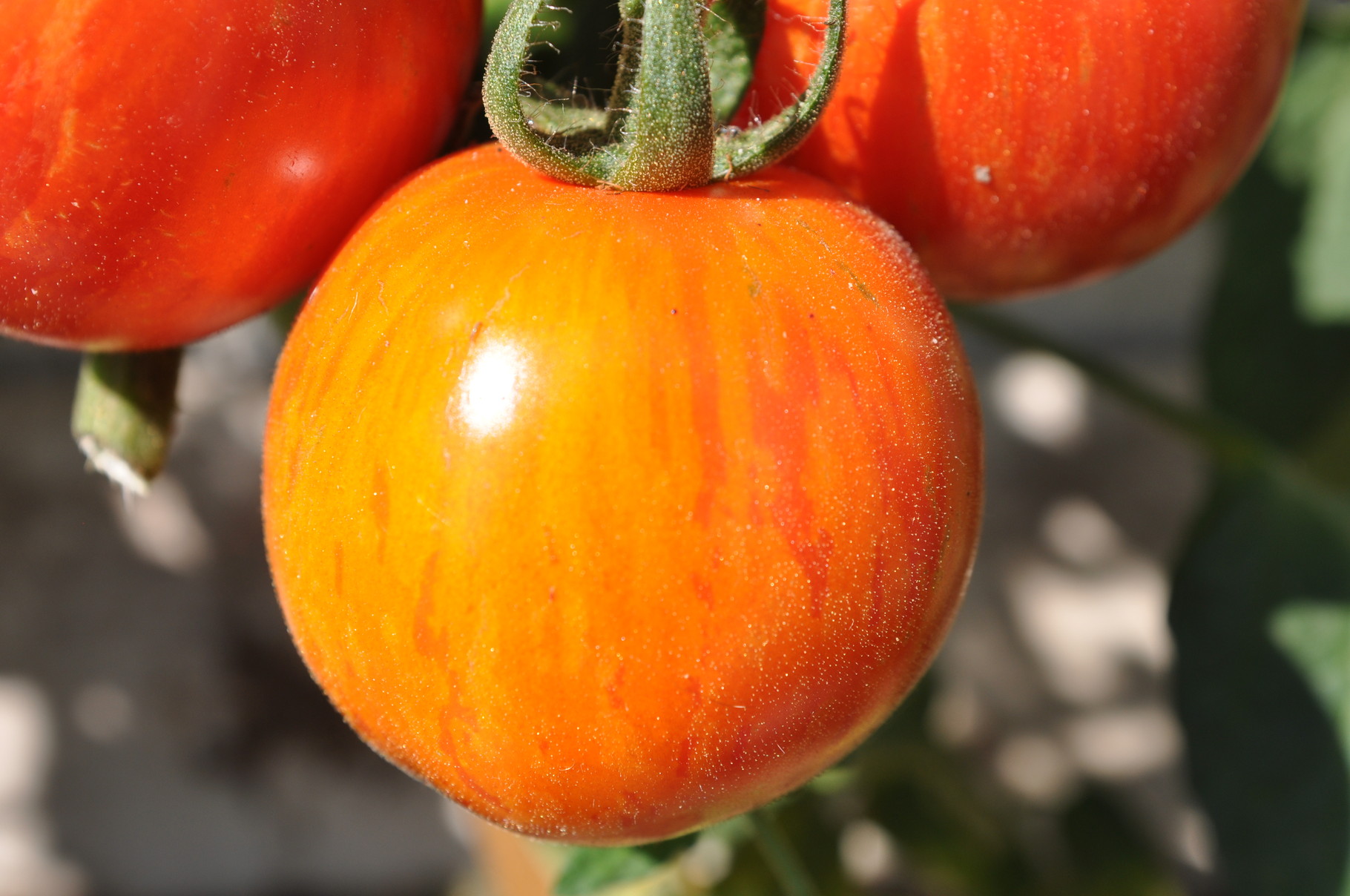 TOM 036 Rote Zebra / Ertrag bis zum Frost. Ausgezeichnetes Tomatenaroma. Robuste Sorte, Stabtomate bis 180 cm. Hoch, rot gelbgestreift, 6 cm, 80 gr. mittlere Reife.