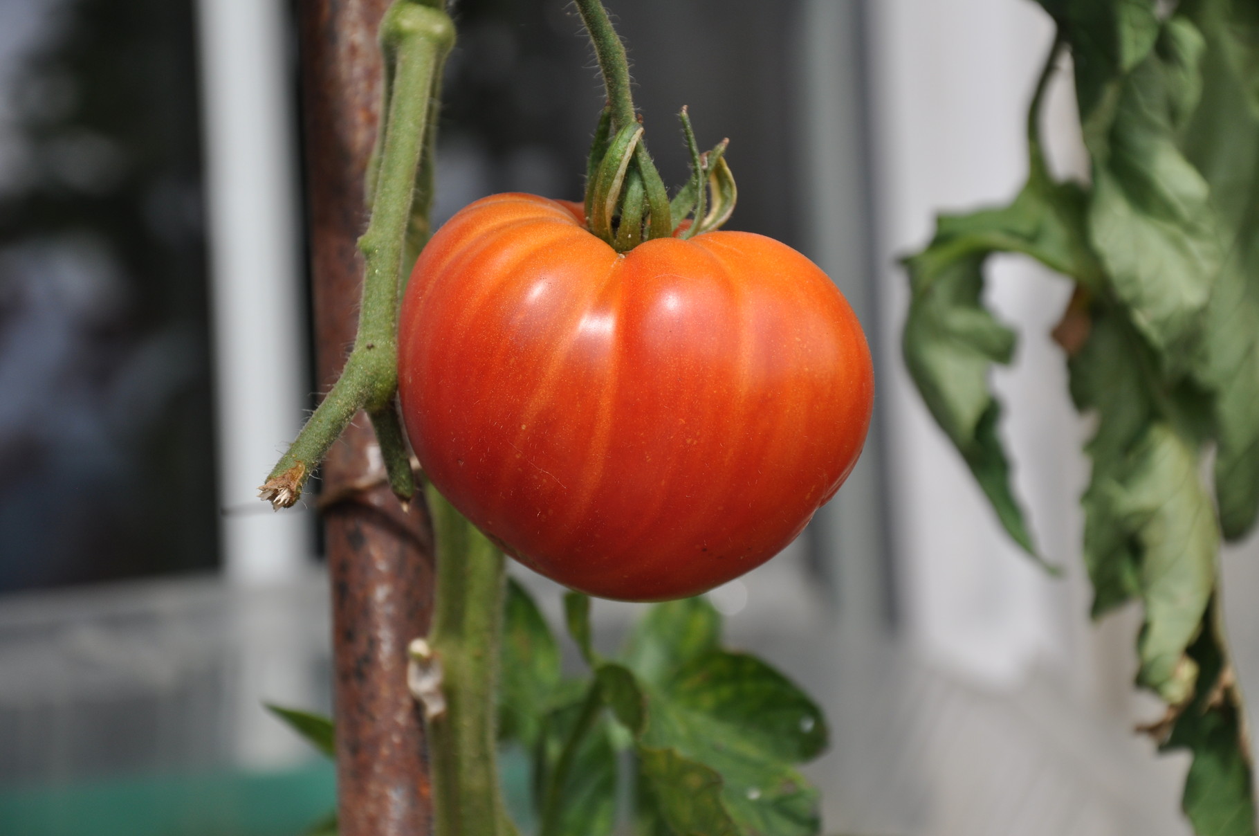 TOM 065 Ruby Gold / Fleischtomate. Gelbrot, gestreift, fruchtig. 200-500 gr. / spät reifend