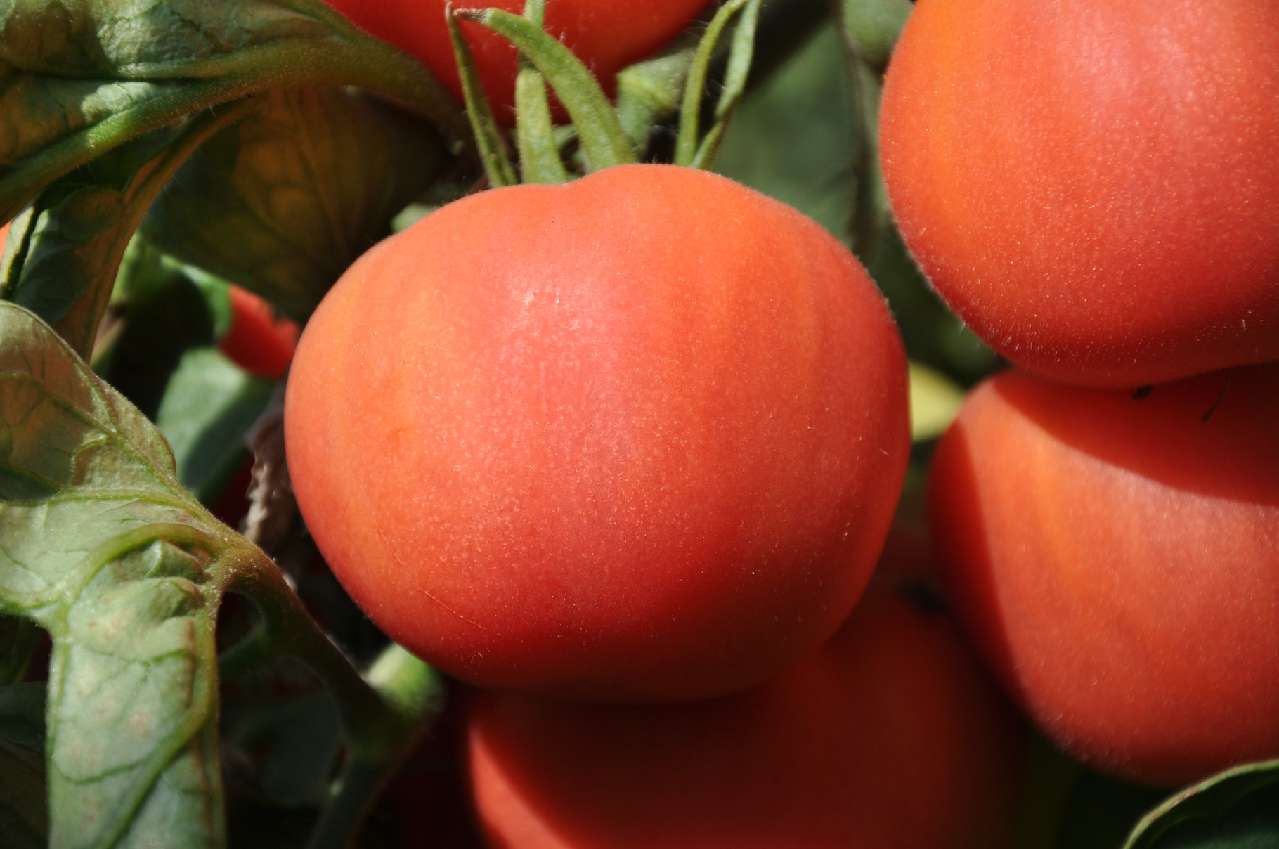 TOM 053 PSR Rote Pfirsich / Eine wunderschöne rosa köstliche Tomate mit einer feinen weichen flauschigen Pfirsichhaut. „Normalgroß“, wiegt ca. 80 bis 120 Gramm.