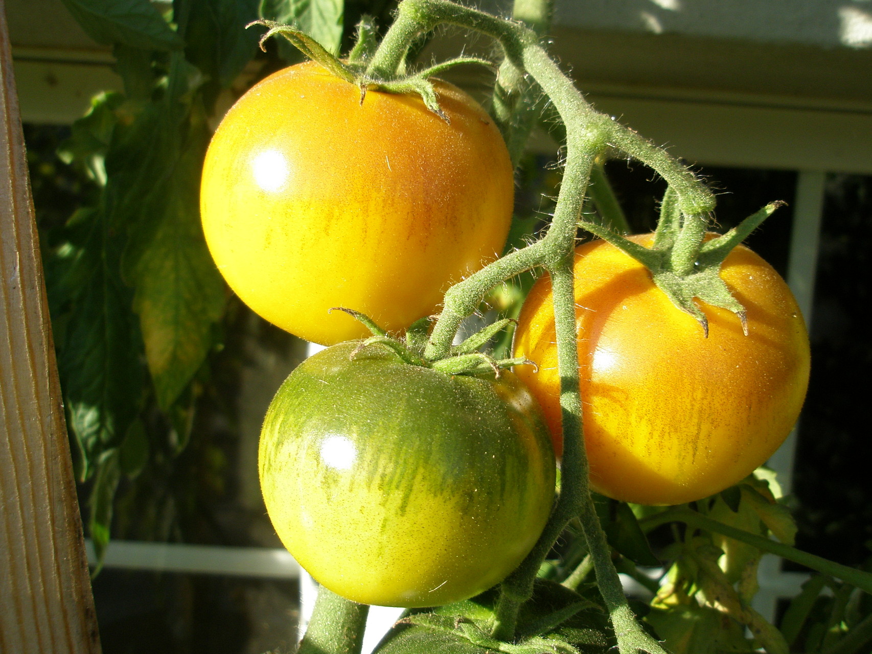 TOM 021 PSR Rosa Grapefruit / Von Landis Valley Museum/USA erhalten. Wahrscheinlich stammt diese Sorte aus dem viktorianischen Zeitalter (1837–1901). Kleine Fleischtomate, Fleisch orange-gelb. Späte Früchte (August/September).