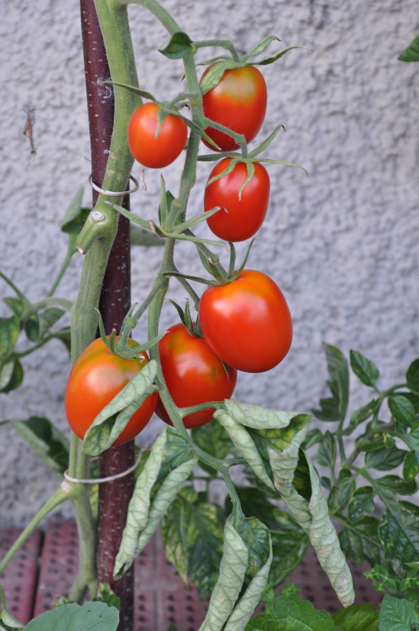 TOM 009 PSR Baumtomate de Berao / Diese sehr alte, bis 4 m hohe Sorte bringt einen sehr hohen, allerdings späten Ertrag und ist auch im Freiland relativ Krautfäule tolerant. Sie hat langovale, grosse, leicht mehlige Früchte.