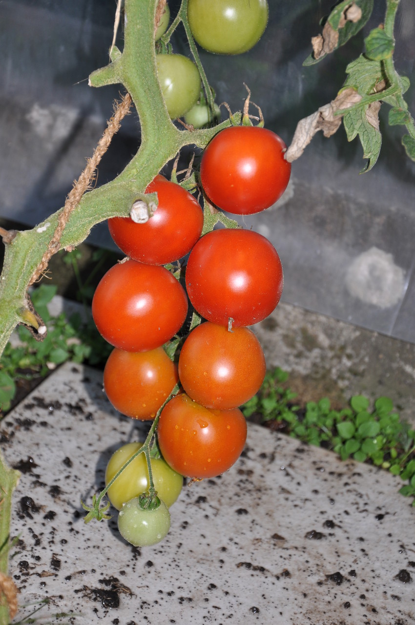 TOM 025 PSR Tante Elsa / Kam 1984 von Spanien nach Grosshöchstetten. Kleine bis mittlere Frucht. Sehr guter Geschmack. Die grünen, im Herbst geernteten Tomaten reifen drinnen nach und lassen sich im  besten Fall bis Weihnachten lagern.