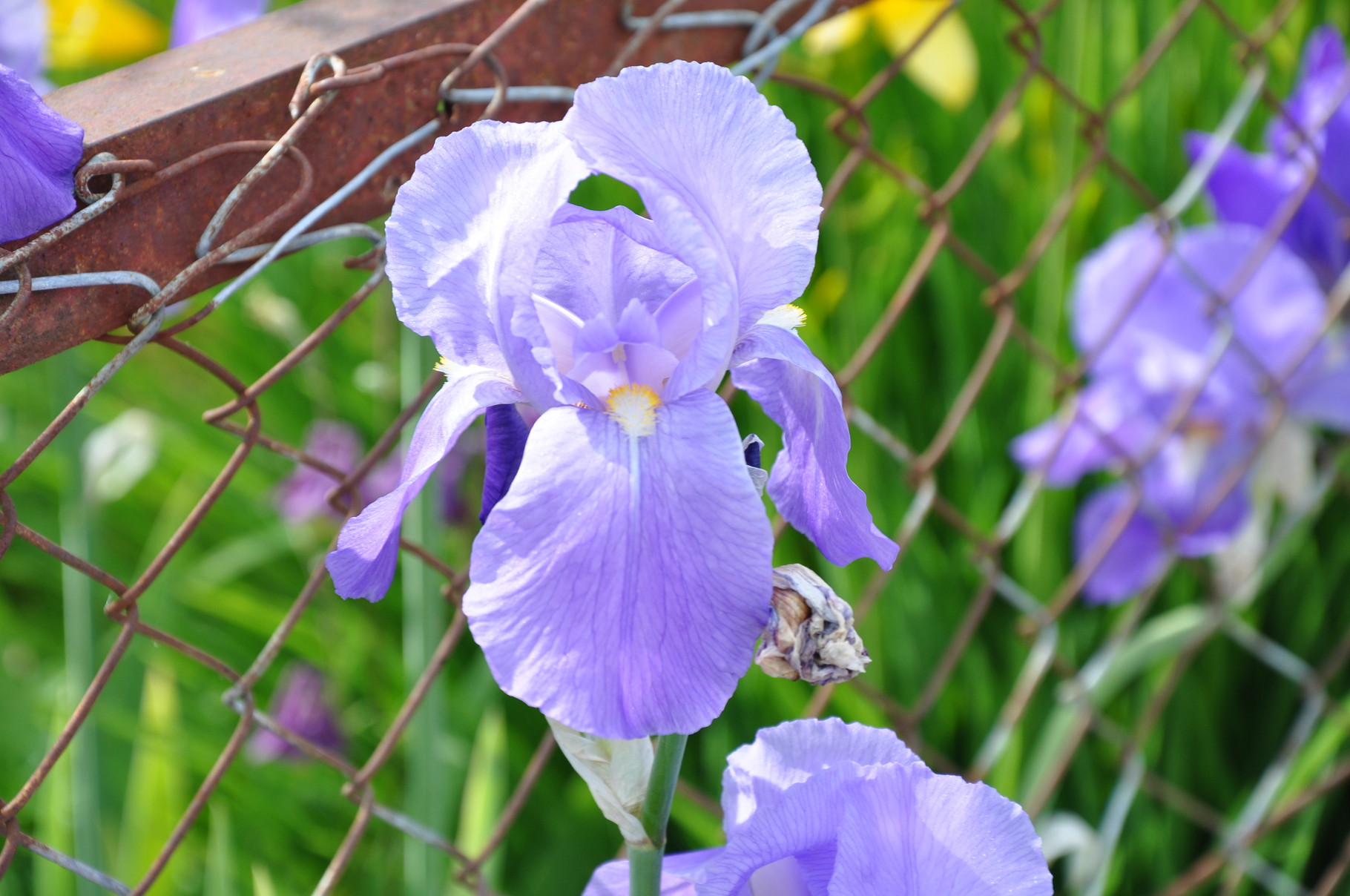 "Blaue Iris" alte Sorte die schon seit mehr als 80 Jahre im Garten steht