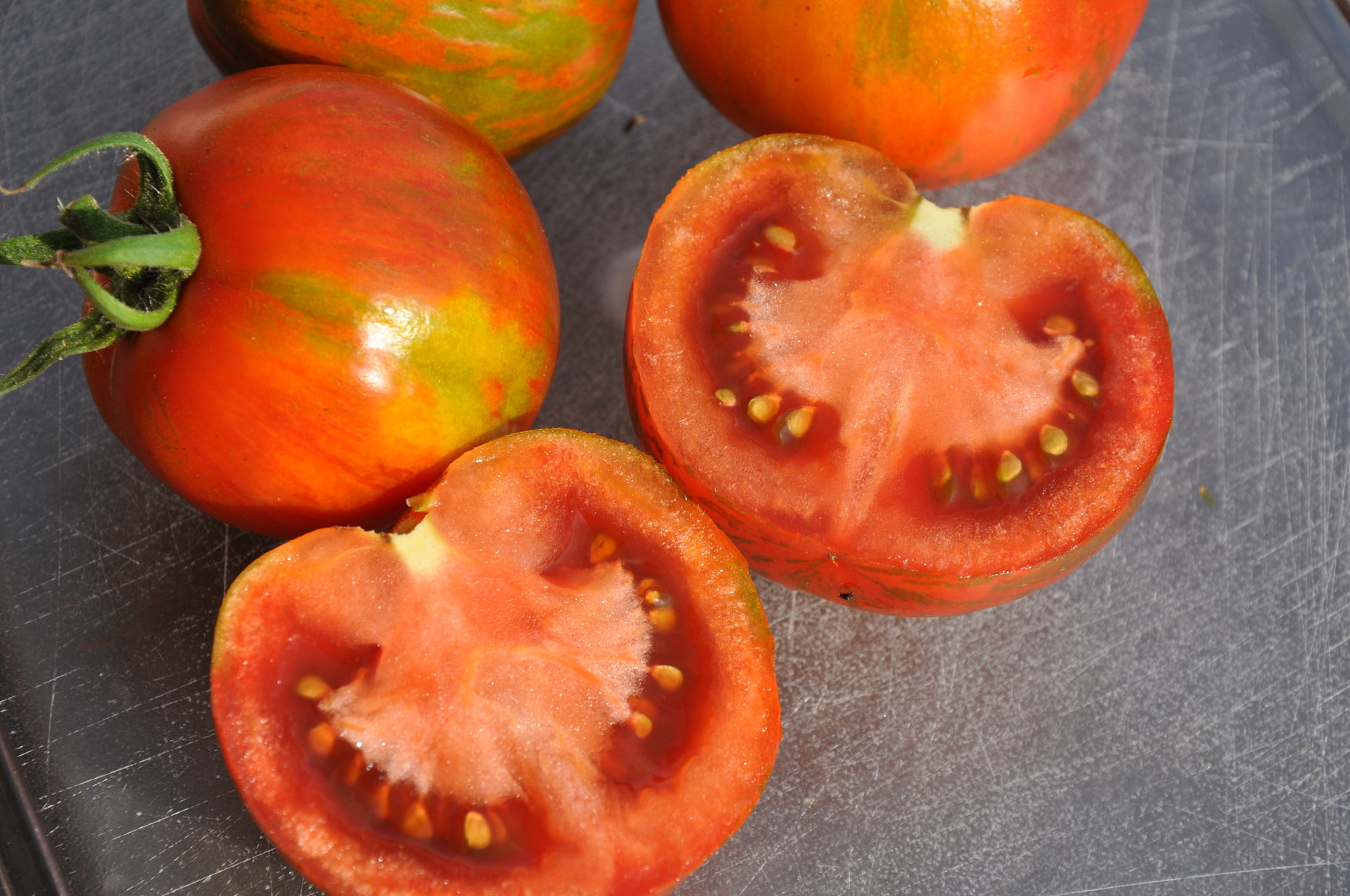 TOM 037 Schwarze Zebra / Ertrag bis zum Frost. Ausgezeichnetes Tomatenaroma. Robuste Sorte, Stabtomate hoch bis 180 cm. Schwarzrot, 80 gr. Mittelfrühe Reife, fruchtig, saftig, süß säuerlich.