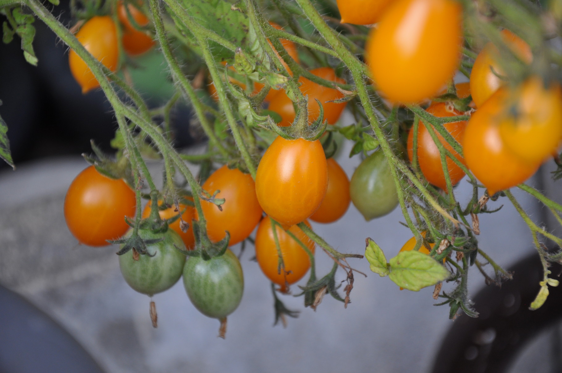 TOM 005 Galapagos-Küstentomate / An den grossen, büschelförmigen Fruchtständen hängen 50 bis 150 rotorange oder gelbe Tomaten, die mild und süss schmecken, sehr platzfest und gut lagerfähig sind