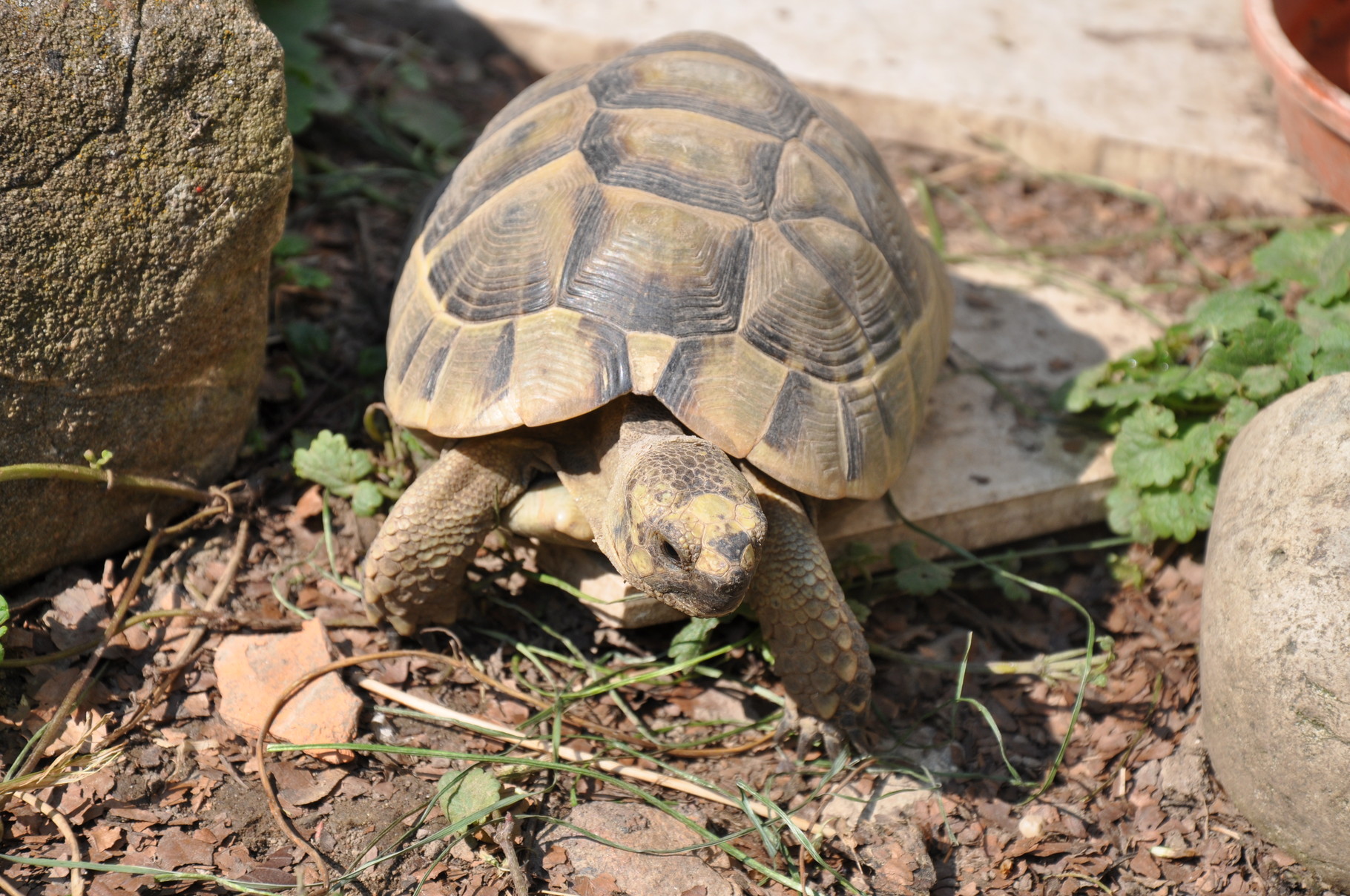 Anna die Schildkröte meiner Tochter Anna Lena